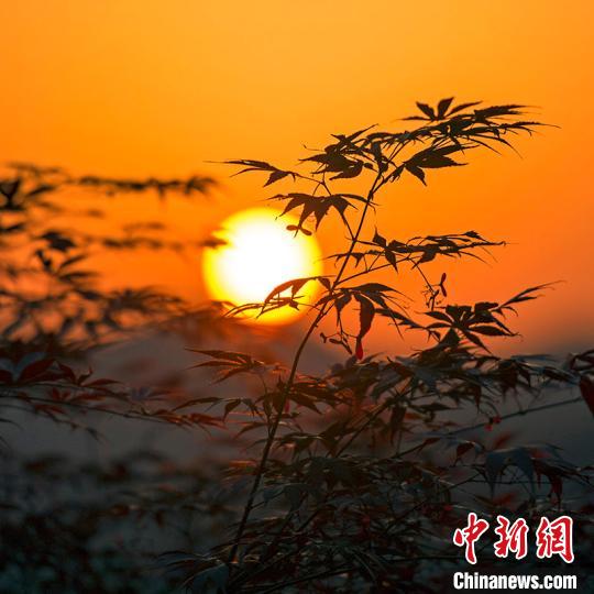 Красные клены в горах Сыминшань в китайском городе Нинбо