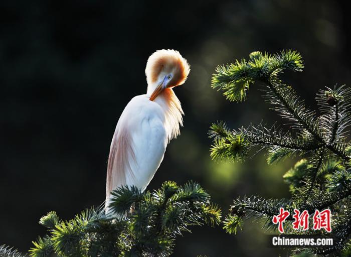 “Рай” для птиц существует в провинции Фуцзянь