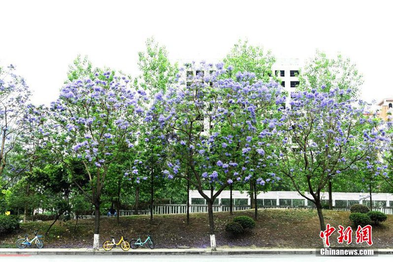 Цветение деревьев жакаранды в китайском городе Чэнду