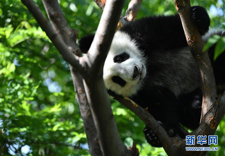 Рай для больших панд у подножия китайских гор Циньлин