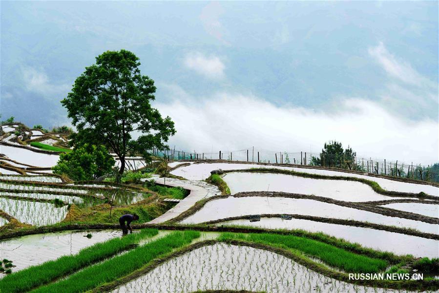 Летние работы на террасных рисовых полях уезда Луншэн
