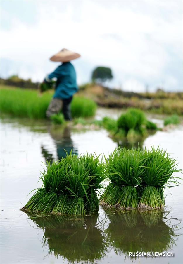 Летние работы на террасных рисовых полях уезда Луншэн