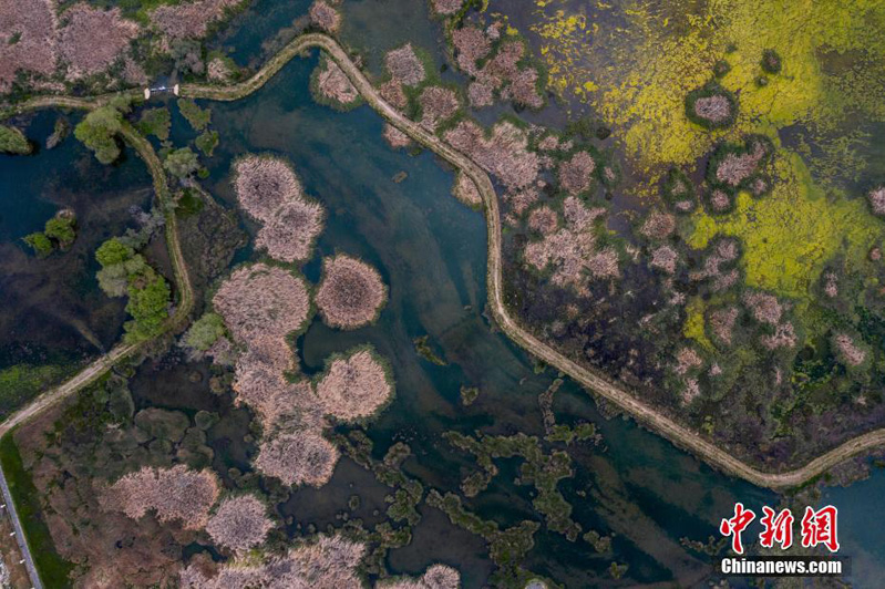 Летние пейзажи болота Лалу в Лхасе