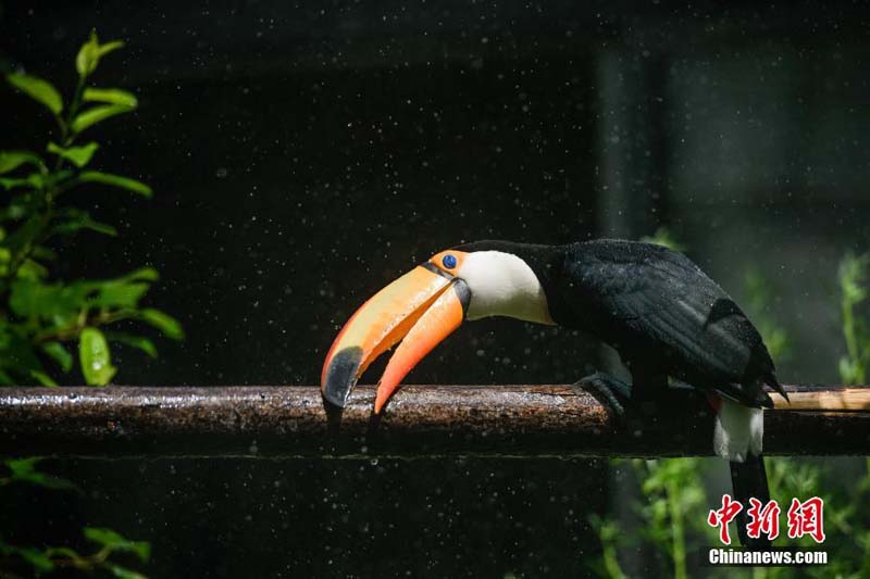 Прохлада в летний зной в Тяньцзиньском зоопарке
