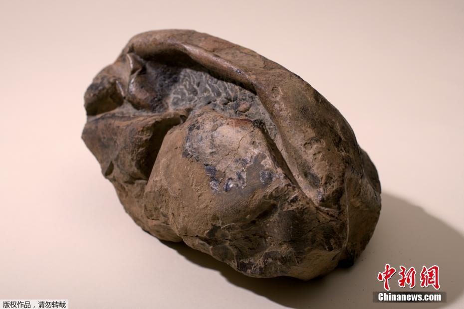 Специалисты из Чили обнаружили окаменелость яйца динозавра возрастом более 660 млн лет 