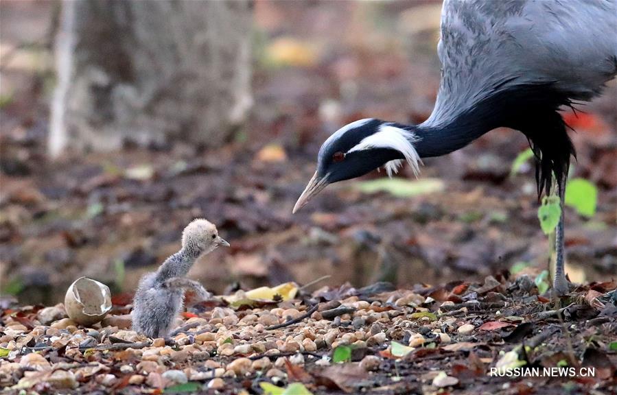 Птенец журавля-красавки подрастает в Наньчане