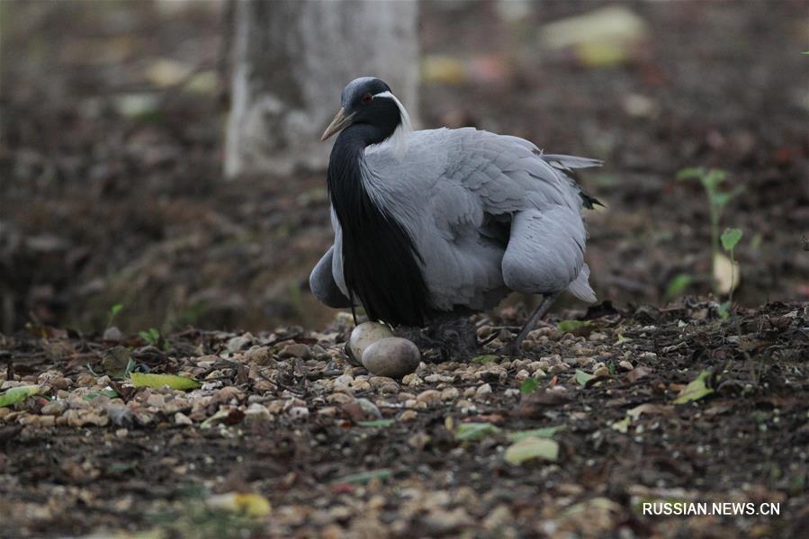 Птенец журавля-красавки подрастает в Наньчане