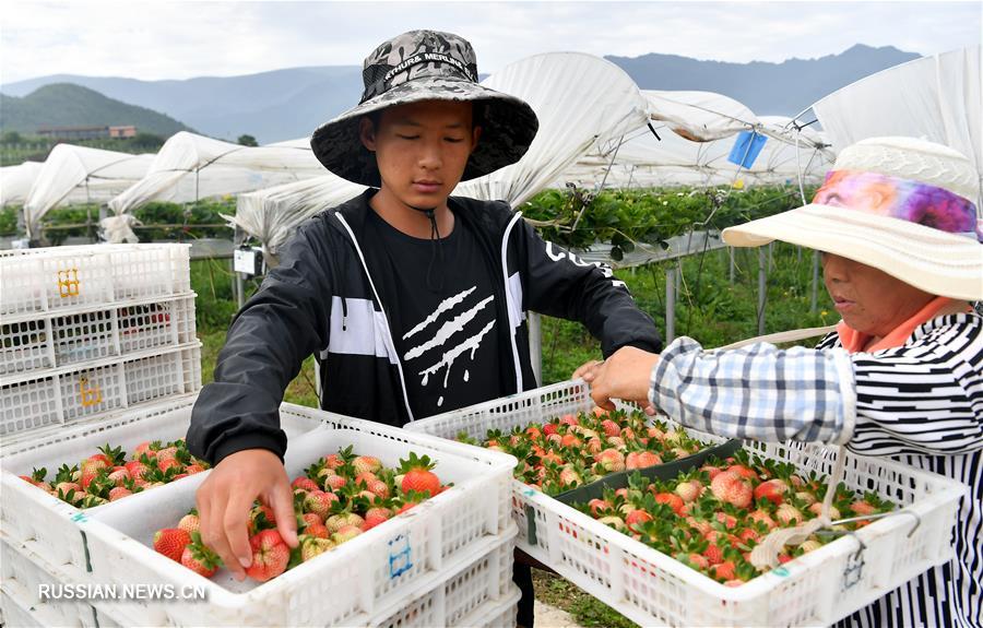 Увеличиваются доходы у крестьян на северо-западе Китая за счет выращивания голубики, клубники и малины