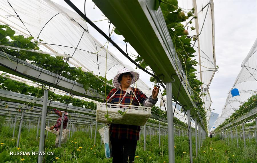 Увеличиваются доходы у крестьян на северо-западе Китая за счет выращивания голубики, клубники и малины