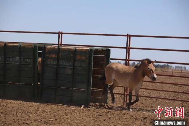 41 жеребенок редкой дикой лошади Пржевальского появился на свет в китайском Синьцзяне