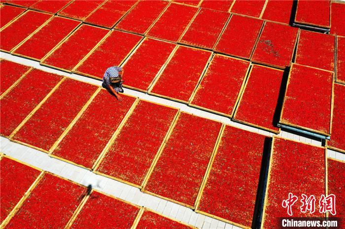 Сезон сбора урожая ягод годжи в китайском уезде Гаотай