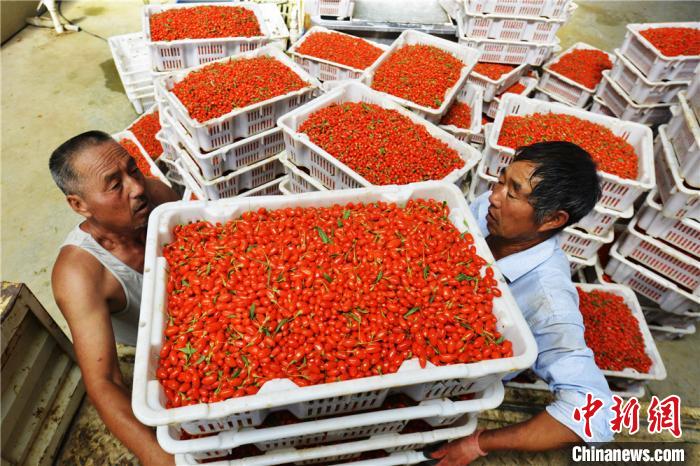 Сезон сбора урожая ягод годжи в китайском уезде Гаотай