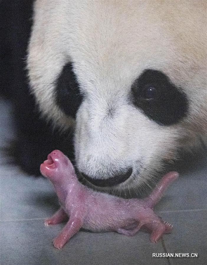 В РК родился первый детеныш большой панды