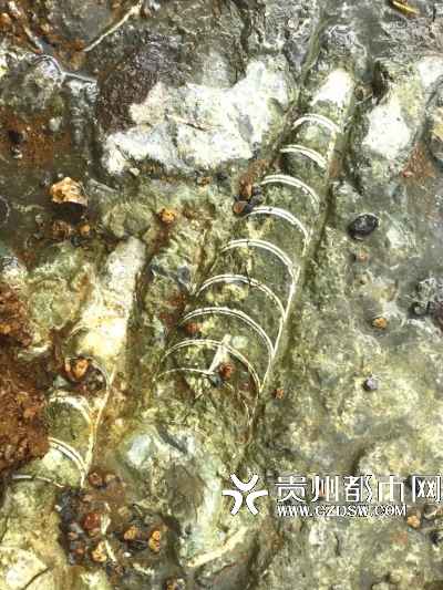 В провинции Гуйчжоу обнаружен ориктоценоз возрастом 440 млн. лет