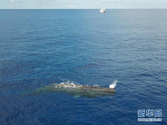 Китайские исследователи заметили 11 видов китов во время экспедиции в Южно-Китайском море