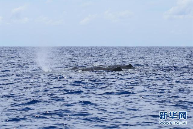 Китайские исследователи заметили 11 видов китов во время экспедиции в Южно-Китайском море