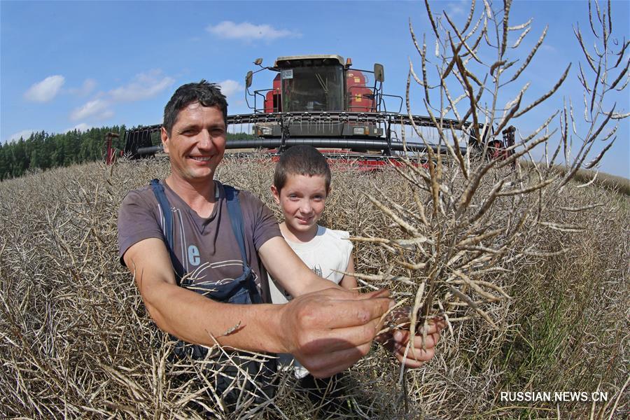 Урожай сельскохозяйственных культур в Беларуси в этом году будет выше прошлогоднего