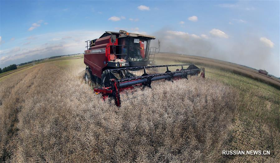 Урожай сельскохозяйственных культур в Беларуси в этом году будет выше прошлогоднего