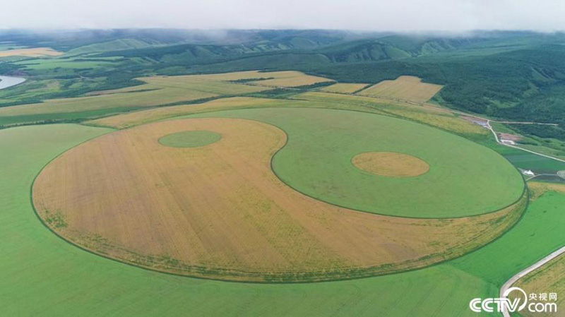 Крупнейшее в мире сельскохозяйственное поле в виде символа Тайцзи в китайском городе Аргунь