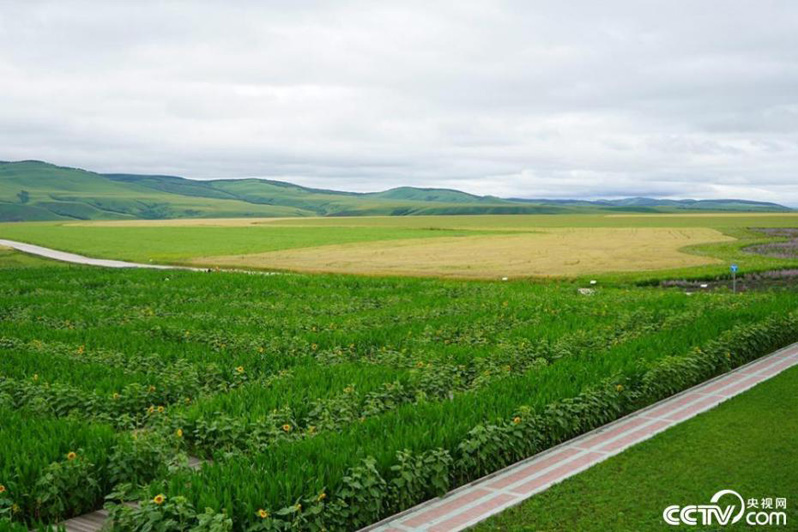 Крупнейшее в мире сельскохозяйственное поле в виде символа Тайцзи в китайском городе Аргунь
