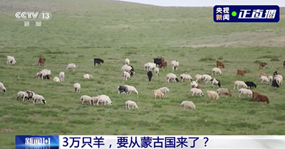 30000 овец - подарок Китаю от Монголии