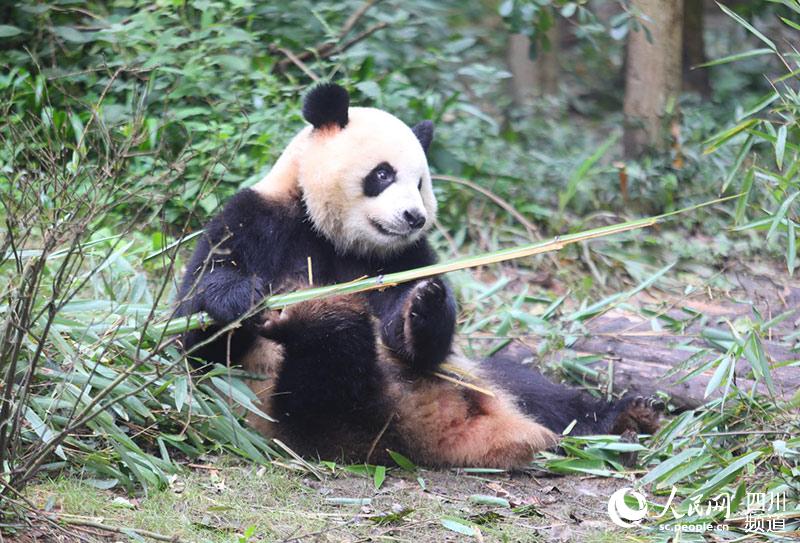 Большая панда Чжима избрана талисманом Универсиады в Чэнду