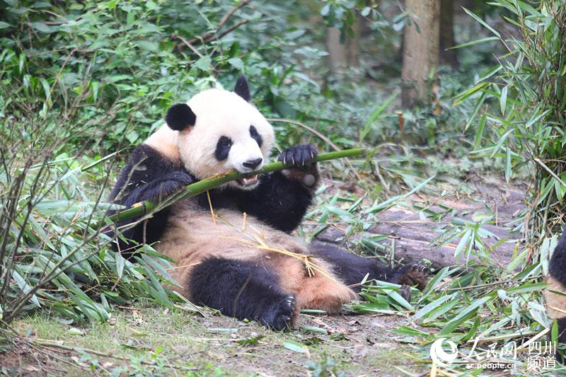 Большая панда Чжима избрана талисманом Универсиады в Чэнду