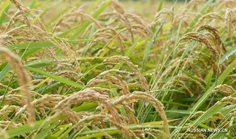 Уборка урожая риса в провинции Цзилинь