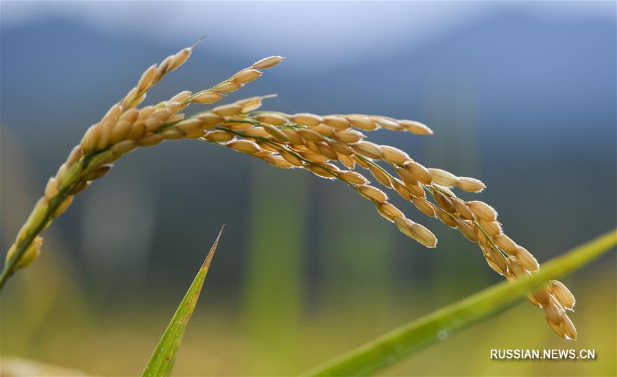 Уборка урожая риса в провинции Цзилинь