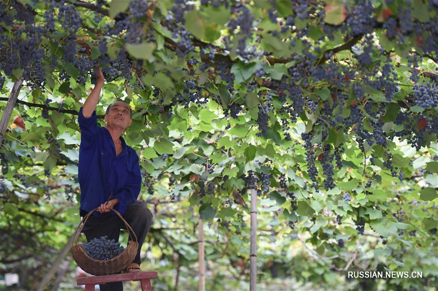 Сбор урожая винограда в провинции Фуцзянь привлекает туристов