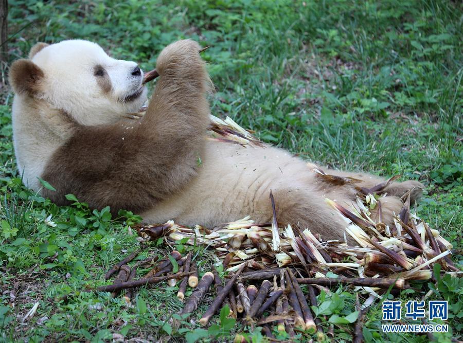 Счастливая жизнь большой бурой панды Цицзай