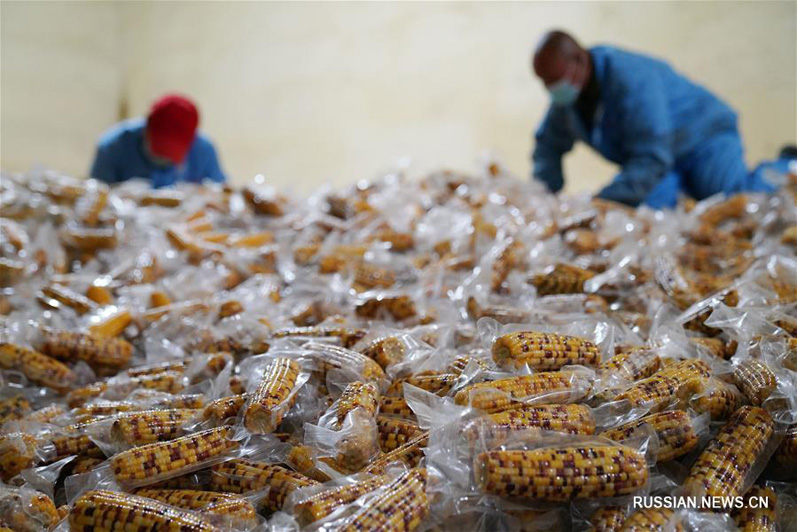 Выращивание и переработка сладкой кукурузы помогает справиться с бедностью жителям города Учан