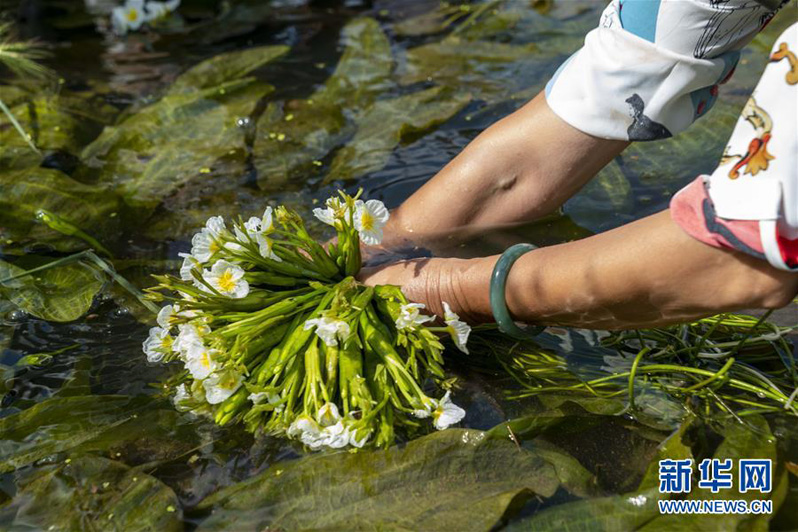 Выращивание морской капусты увеличивает доходы жителей китайского уезда Эръюань провинции Юньнань