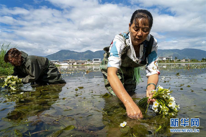 Выращивание морской капусты увеличивает доходы жителей китайского уезда Эръюань провинции Юньнань