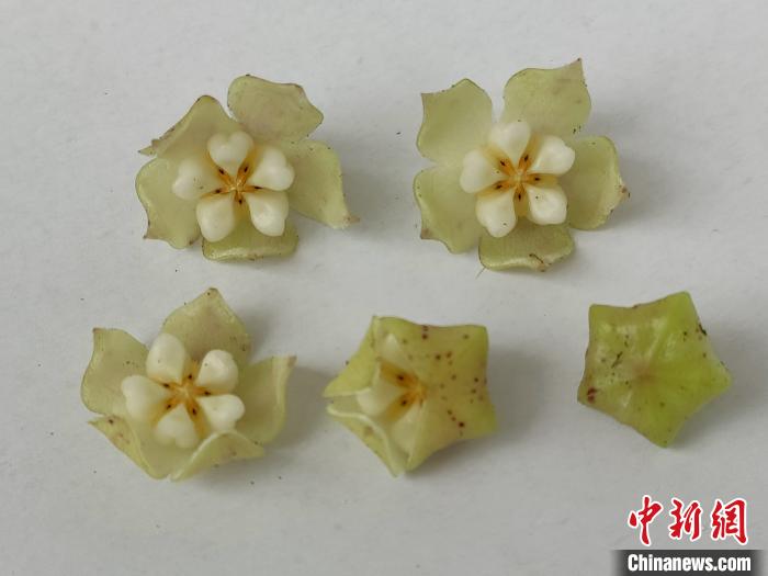 В Юго-Западном Китае обнаружили новый вид растения хойи