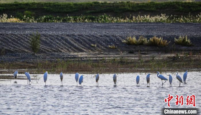 Водно-болотные угодья посреди пустыни на северо-западе Китая привлекает множество птиц