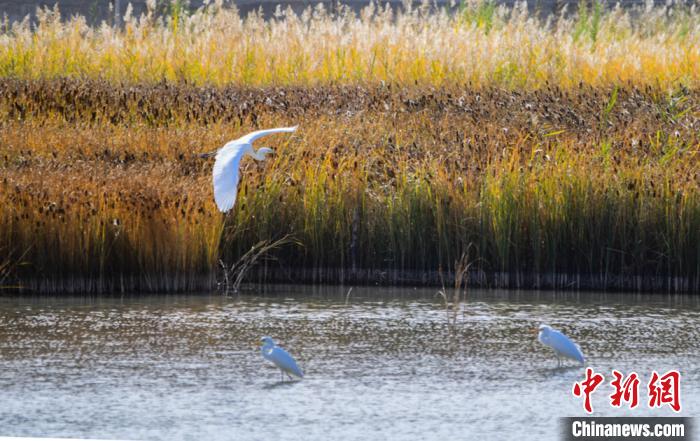 Водно-болотные угодья посреди пустыни на северо-западе Китая привлекает множество птиц