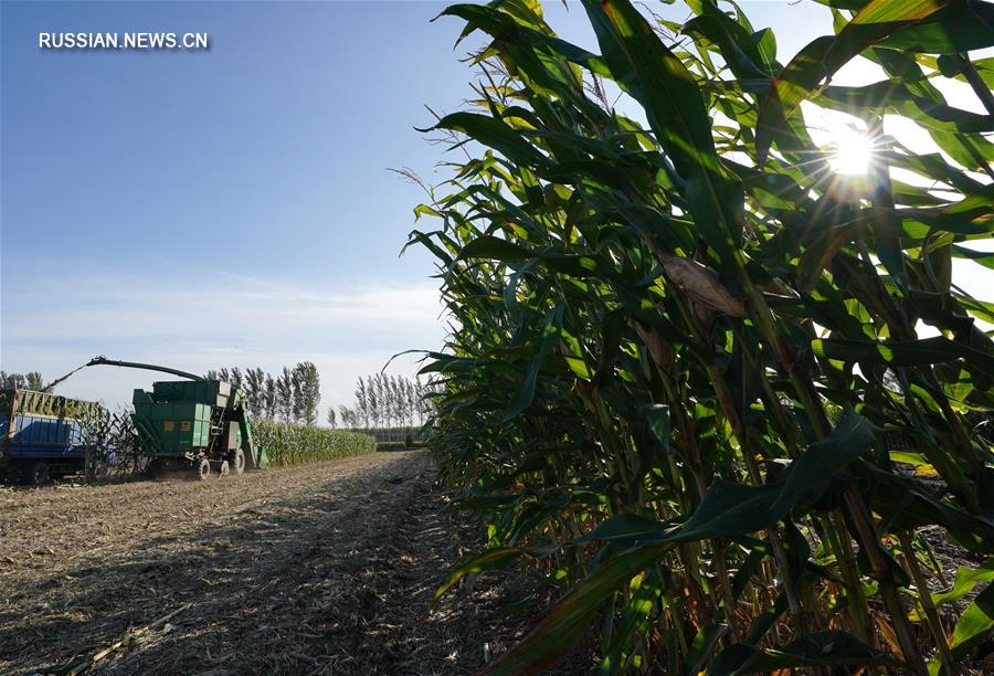 Возделывание силосной кукурузы обогатило крестьян Таншаня