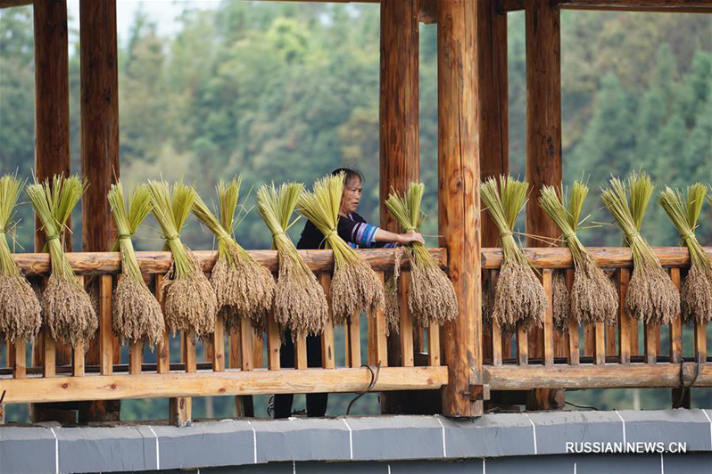 В горной деревне в Гуанси поспел клейкий рис