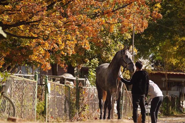 В Пекине открылась 4,37-километровая беговая дорожка для лошадей