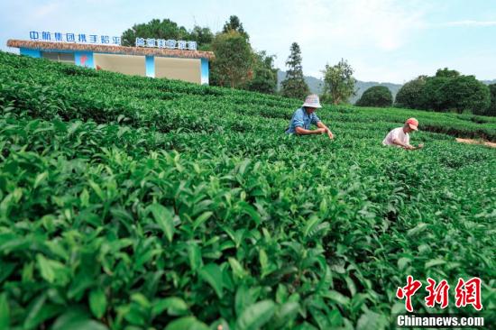 В Гуанси начался сбор экологически чистого чая  