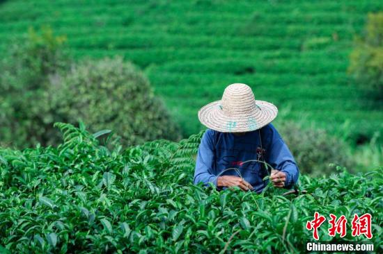 В Гуанси начался сбор экологически чистого чая  