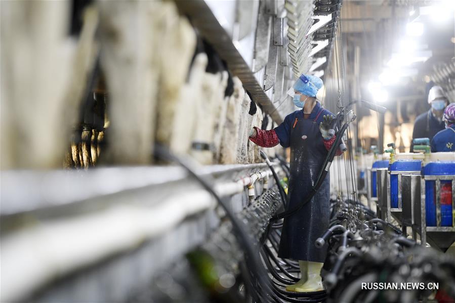 Компания из Хэланьшаня служит локомотивом развития молочной промышленности в регионе
