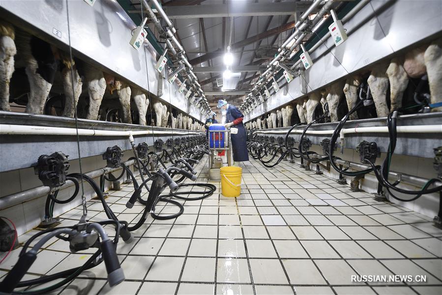 Компания из Хэланьшаня служит локомотивом развития молочной промышленности в регионе