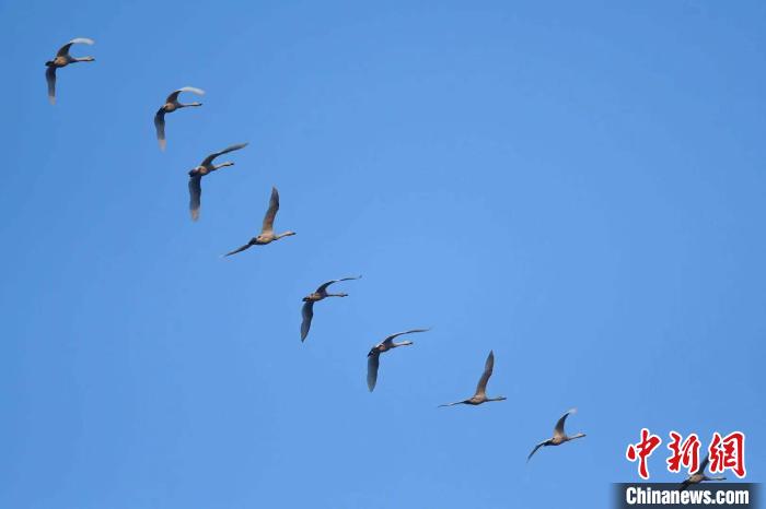 Лебеди в Национальном заболоченном парке Цзинвэй провинции Шаньси