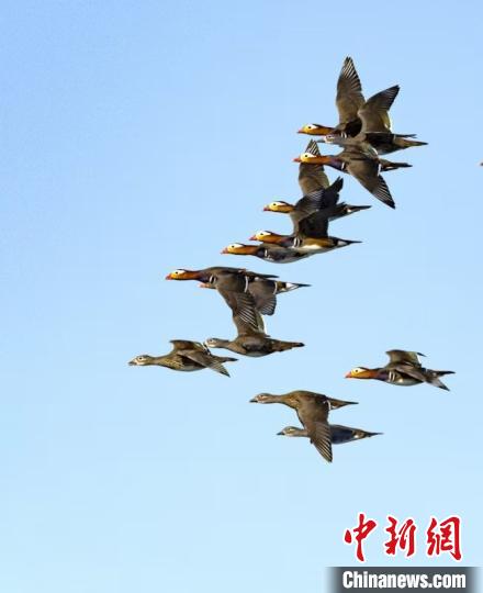 Множество уток-мандаринок прилетают зимовать в китайский город Цзинмэнь 