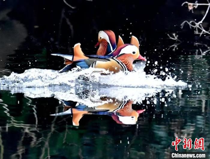 Множество уток-мандаринок прилетают зимовать в китайский город Цзинмэнь 