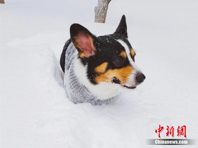 Сильный снегопад порадовал жителей провинции Хэйлунцзян
