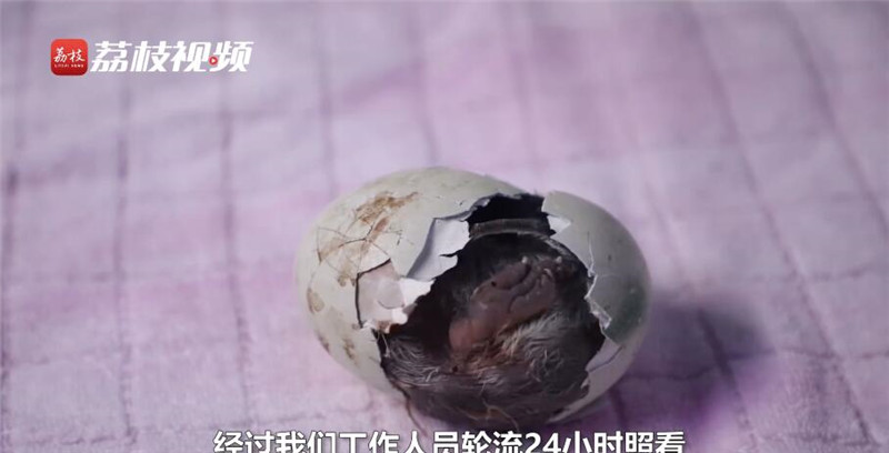Китайские работники океанария успешно инкубировали яйцо пингвина с трещиной