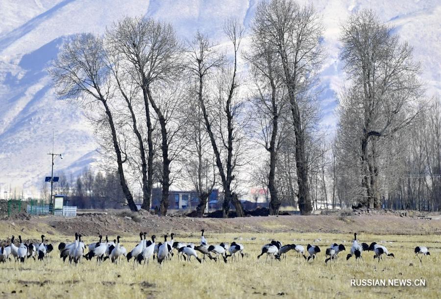 Черношейные журавли слетаются на зимовку в Тибет